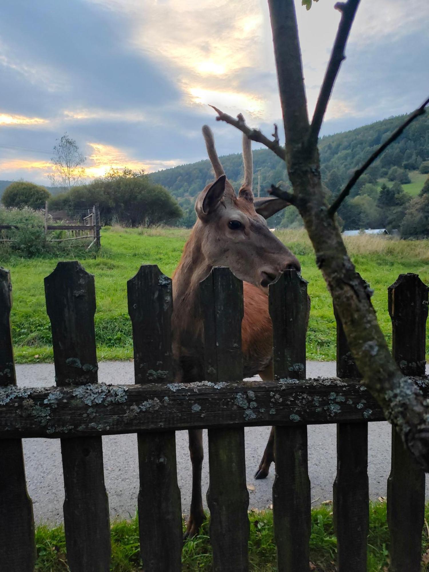 Goralska Czarcia Chata Pod Jalowcem Стришава Екстериор снимка