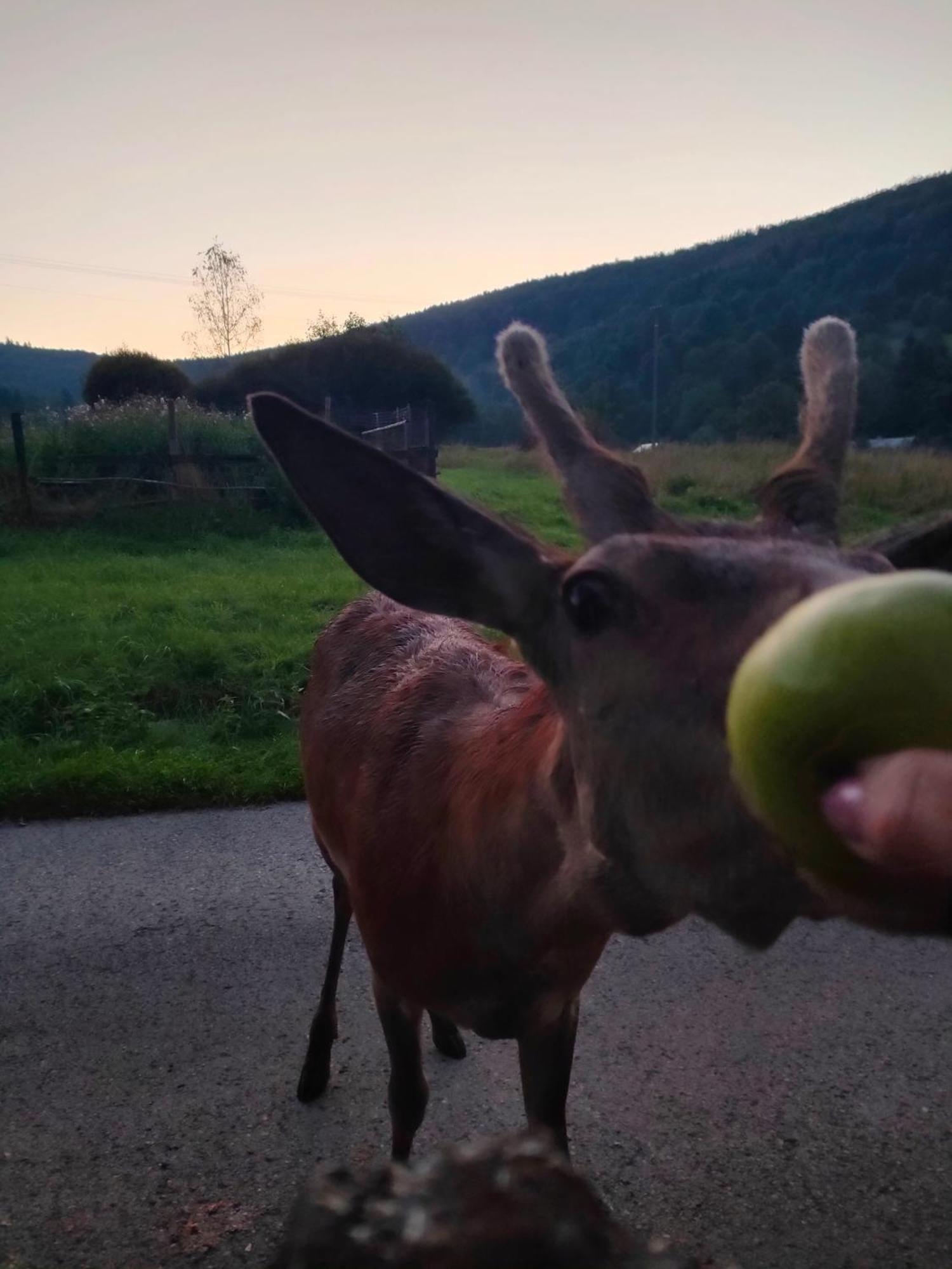 Goralska Czarcia Chata Pod Jalowcem Стришава Екстериор снимка